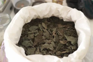 1/2 Kg de hojas de Salvia divinorum