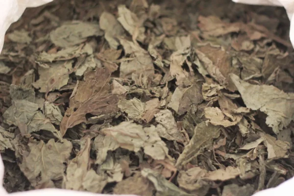 1/2 Kg de hojas de Salvia divinorum