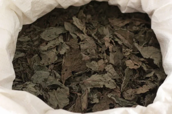 1 kg de hojas deshidratadas de Salvia divinorum